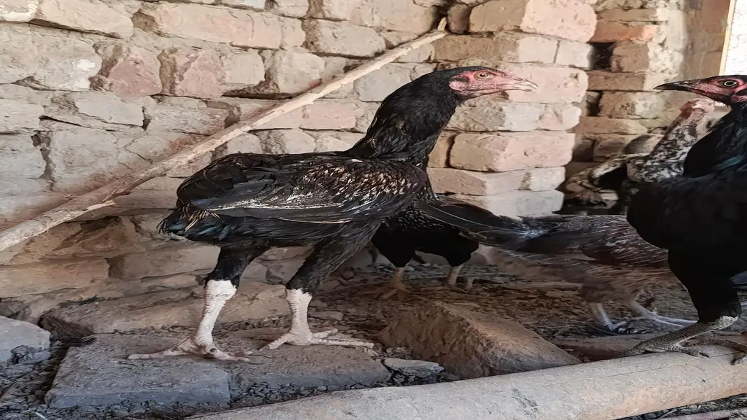Aseel Cock and Hens — photo 8