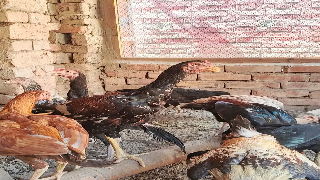 Aseel Cock and Hens — photo 9
