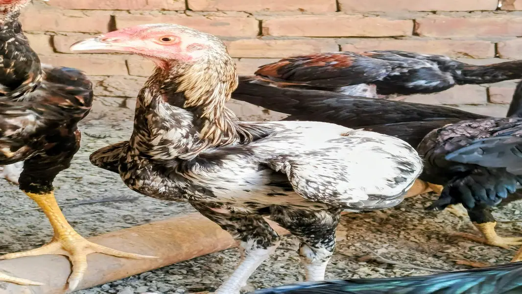 Aseel Cock and Hens — photo 10