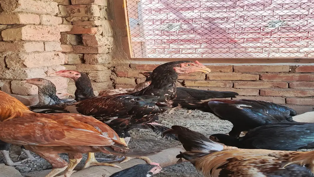 Aseel Cock and Hens — photo 11