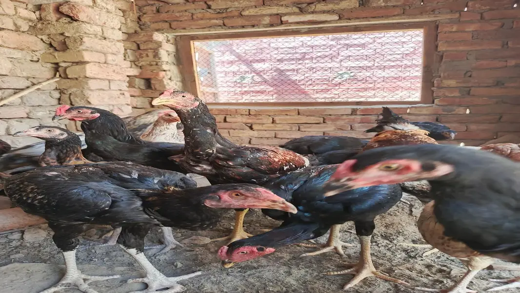 Aseel Cock and Hens — photo 12