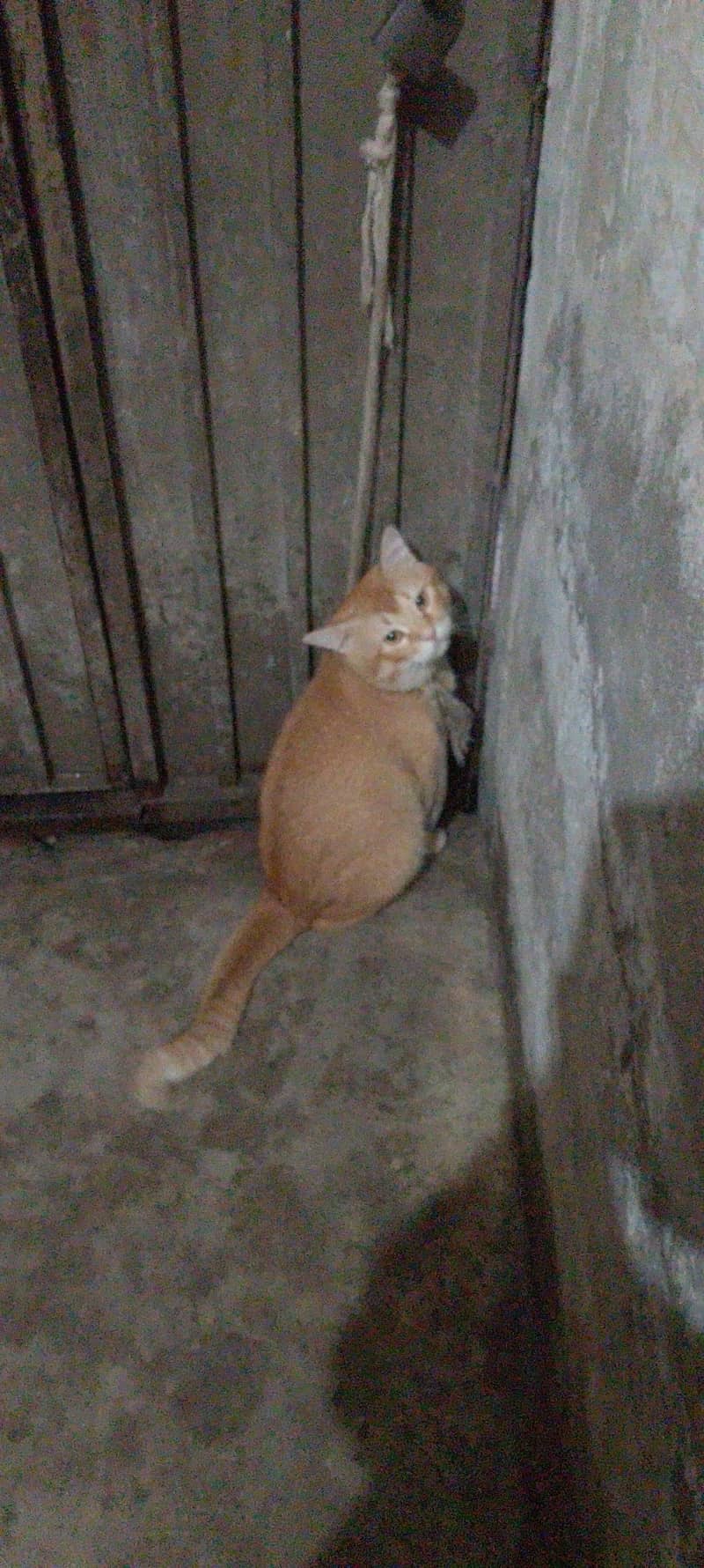 ballu 0