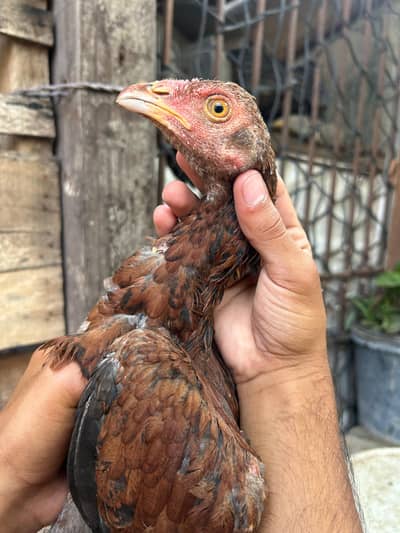Aseel Home Breed Pathi
