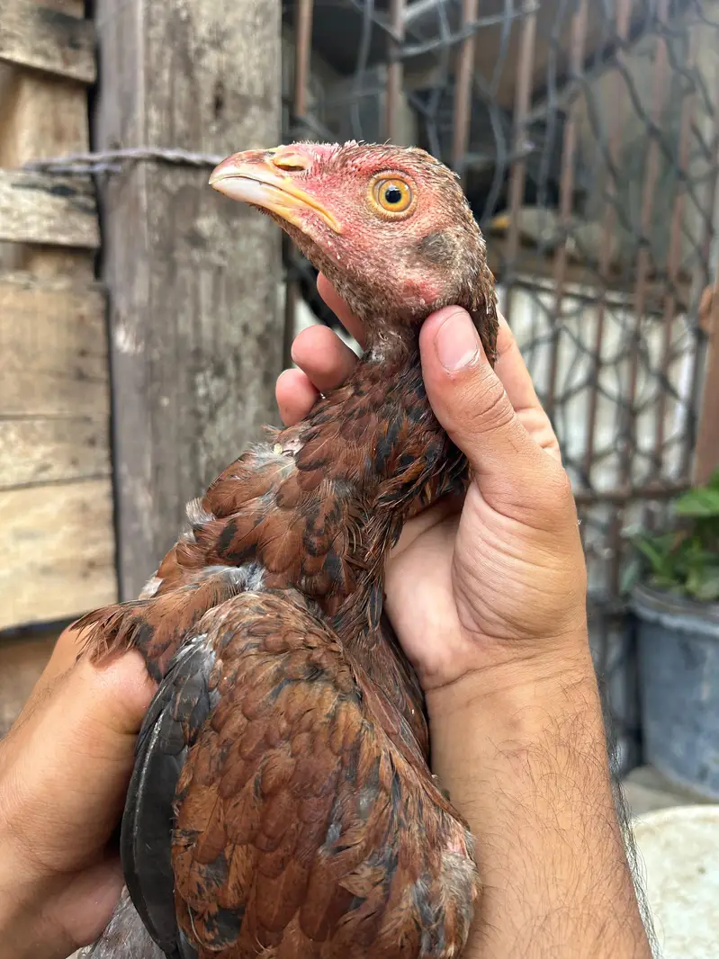 Aseel Home Breed Pathi — photo 2