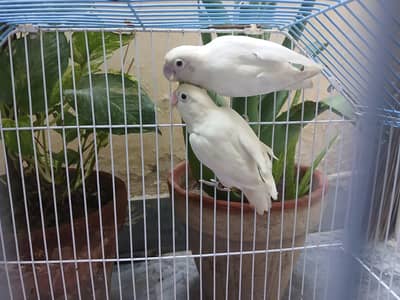 albino love bird pair available 0/3/2/1/4/9/4/6/8/4/4