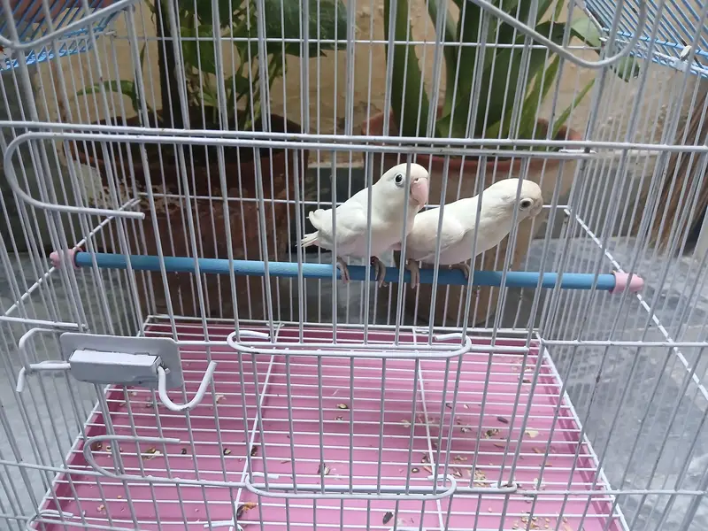albino love bird pair available 0/3/2/1/4/9/4/6/8/4/4 — photo 2