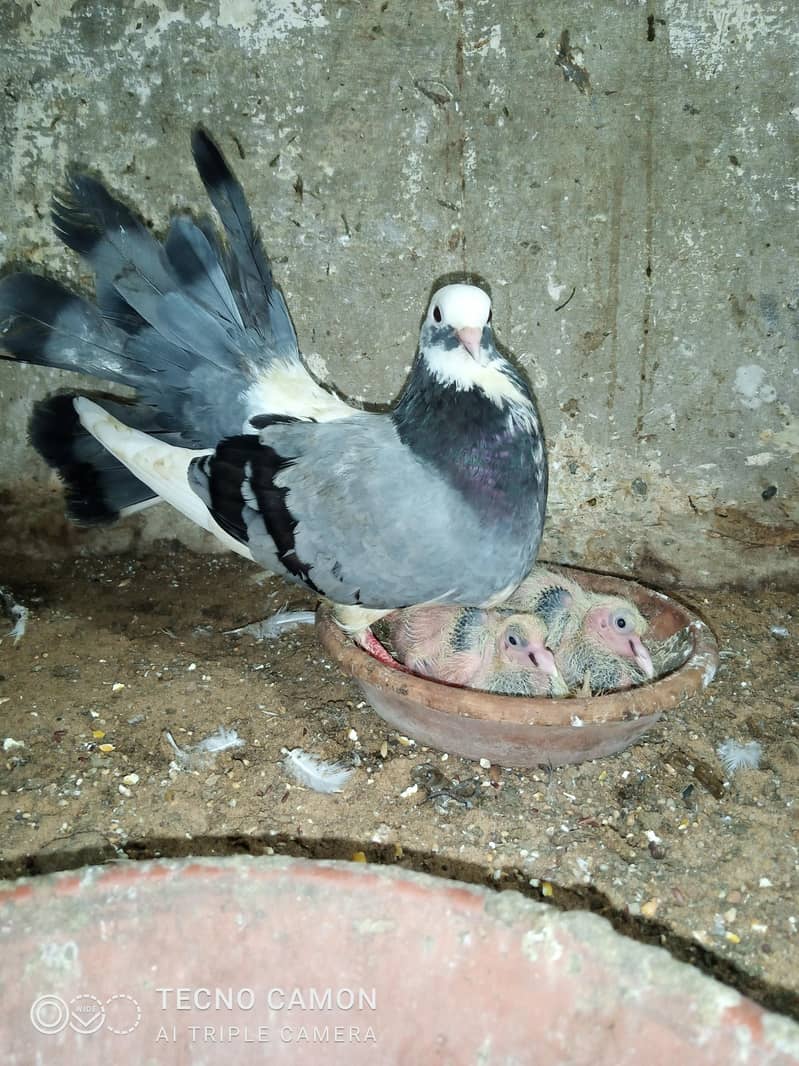 Laka Breeder Pair 0