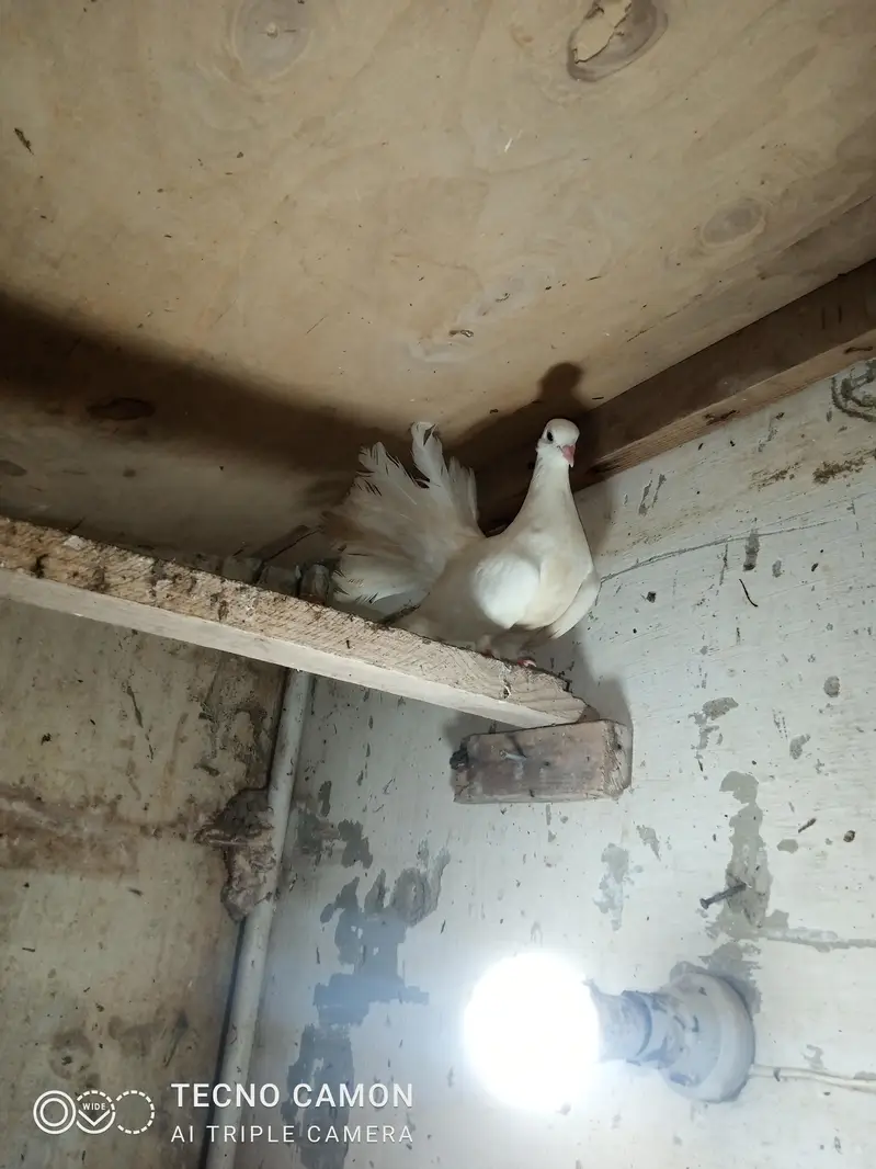 Laka Breeder Pair — photo 3