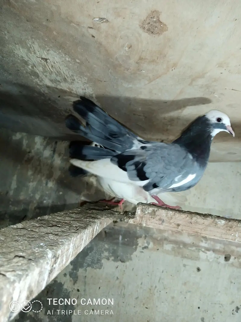 Laka Breeder Pair — photo 4