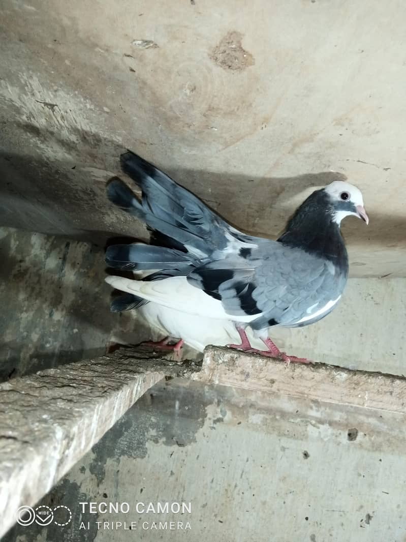 Laka Breeder Pair 4