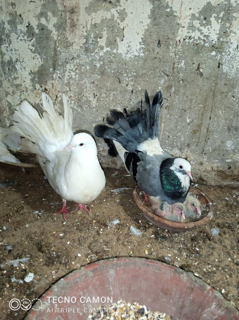 Laka Breeder Pair 5
