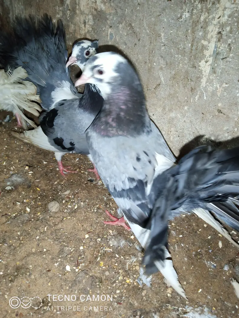 Laka Breeder Pair — photo 7