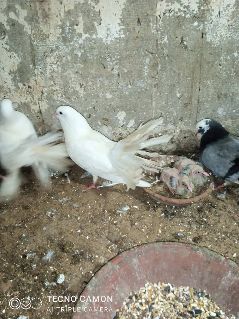 Laka Breeder Pair 7