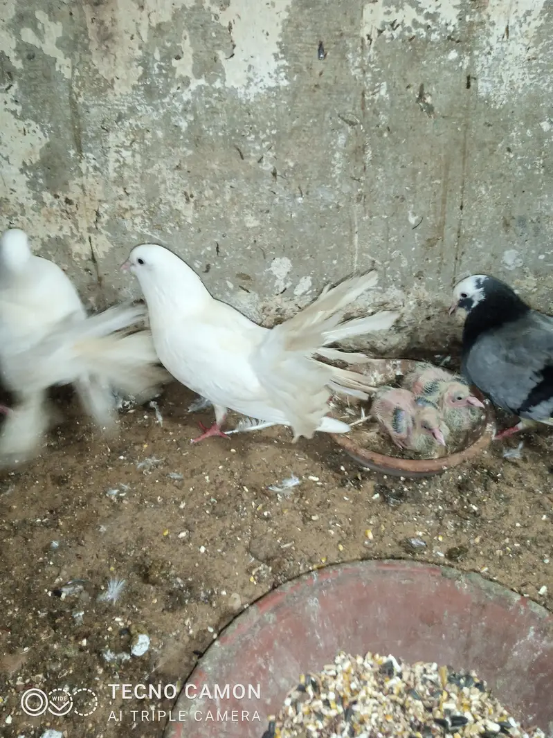 Laka Breeder Pair — photo 8