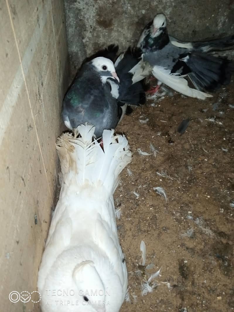 Laka Breeder Pair 8