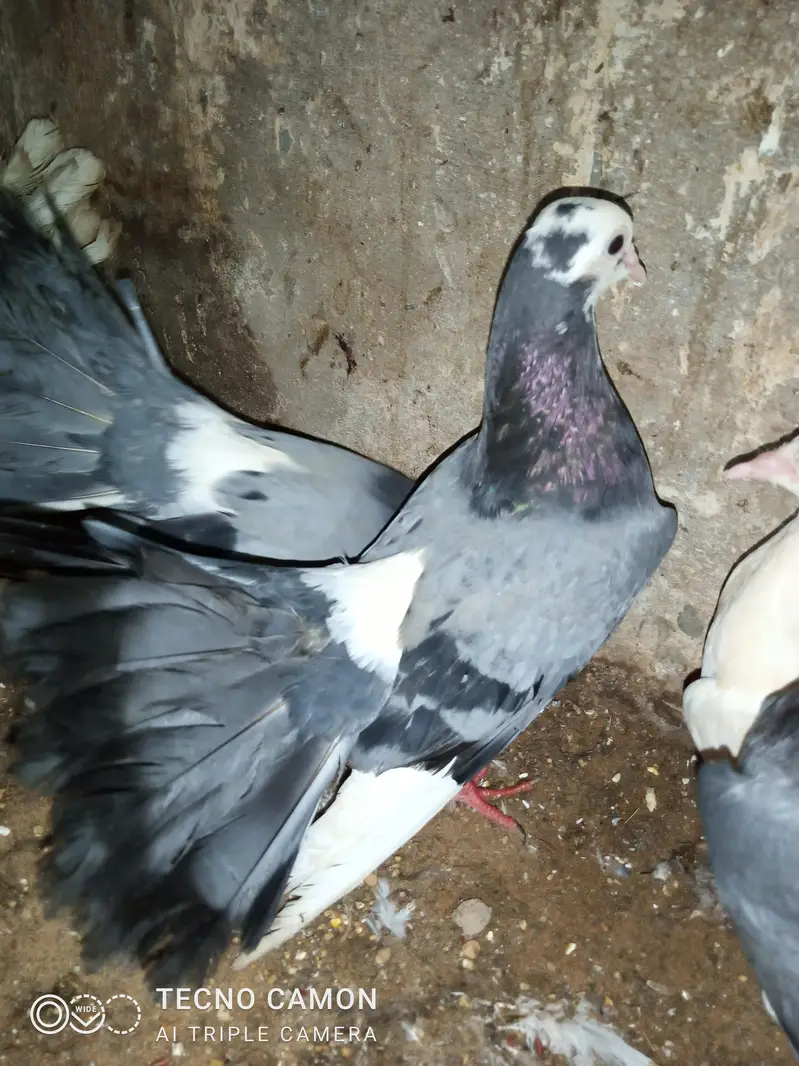 Laka Breeder Pair — photo 10