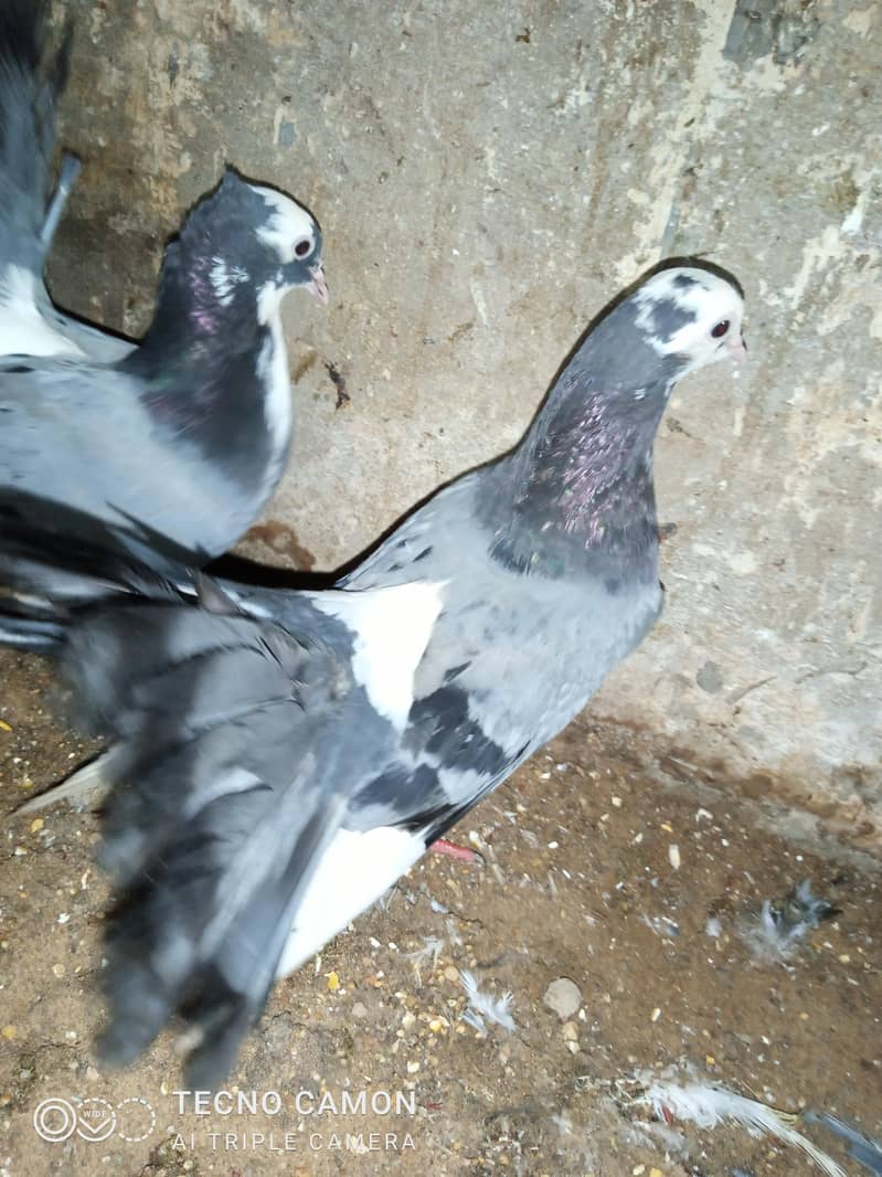 Laka Breeder Pair 10