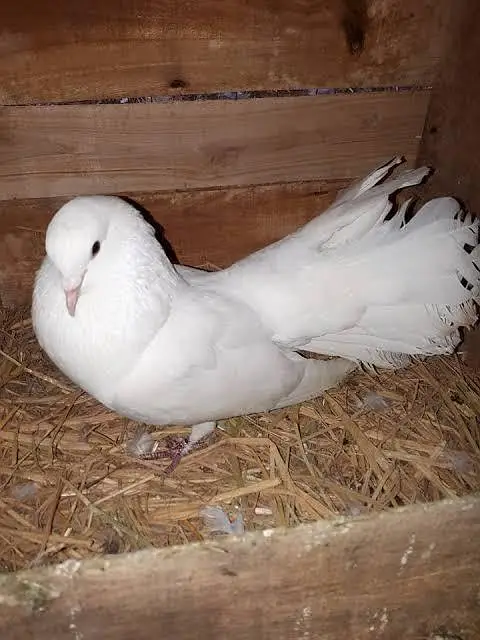 Laka Breeder Pair — photo 12