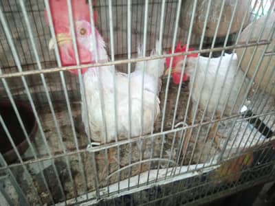 dhassi hens ghar ma pall main hain