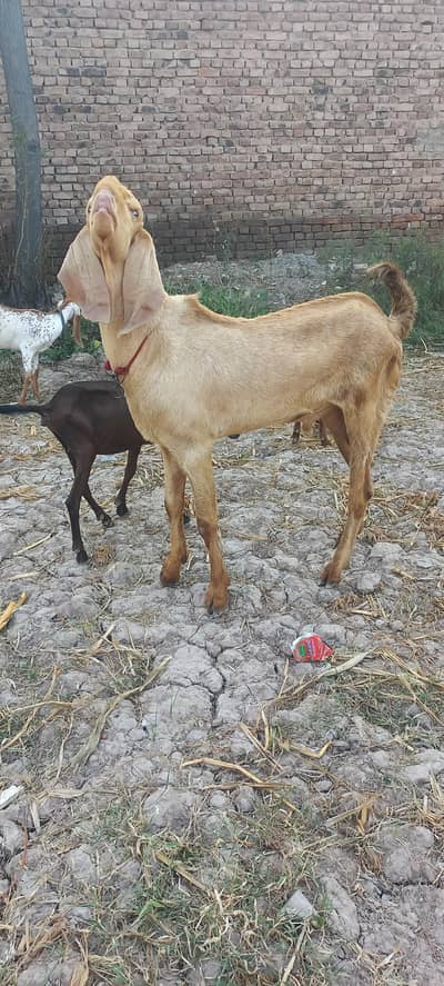male goat for sale