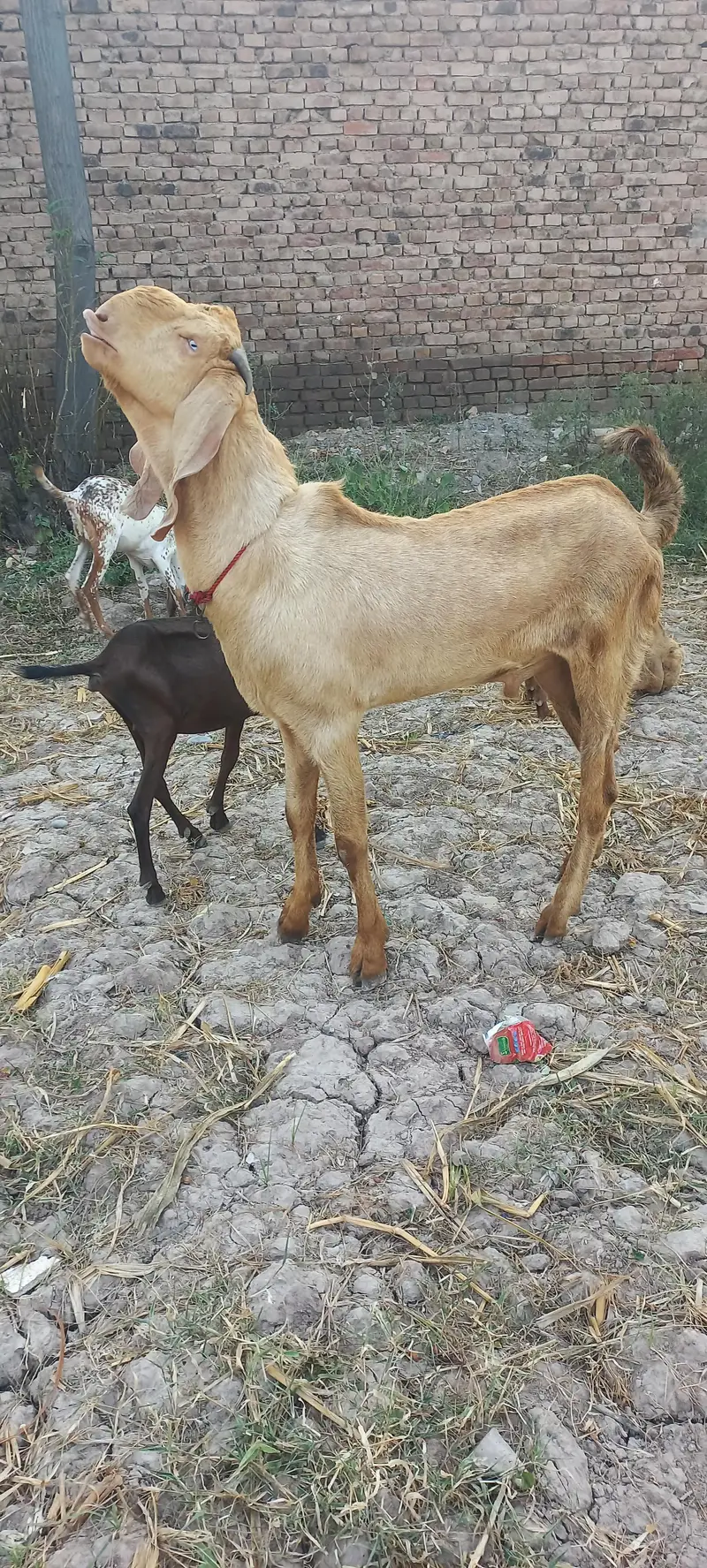 male goat for sale — photo 2