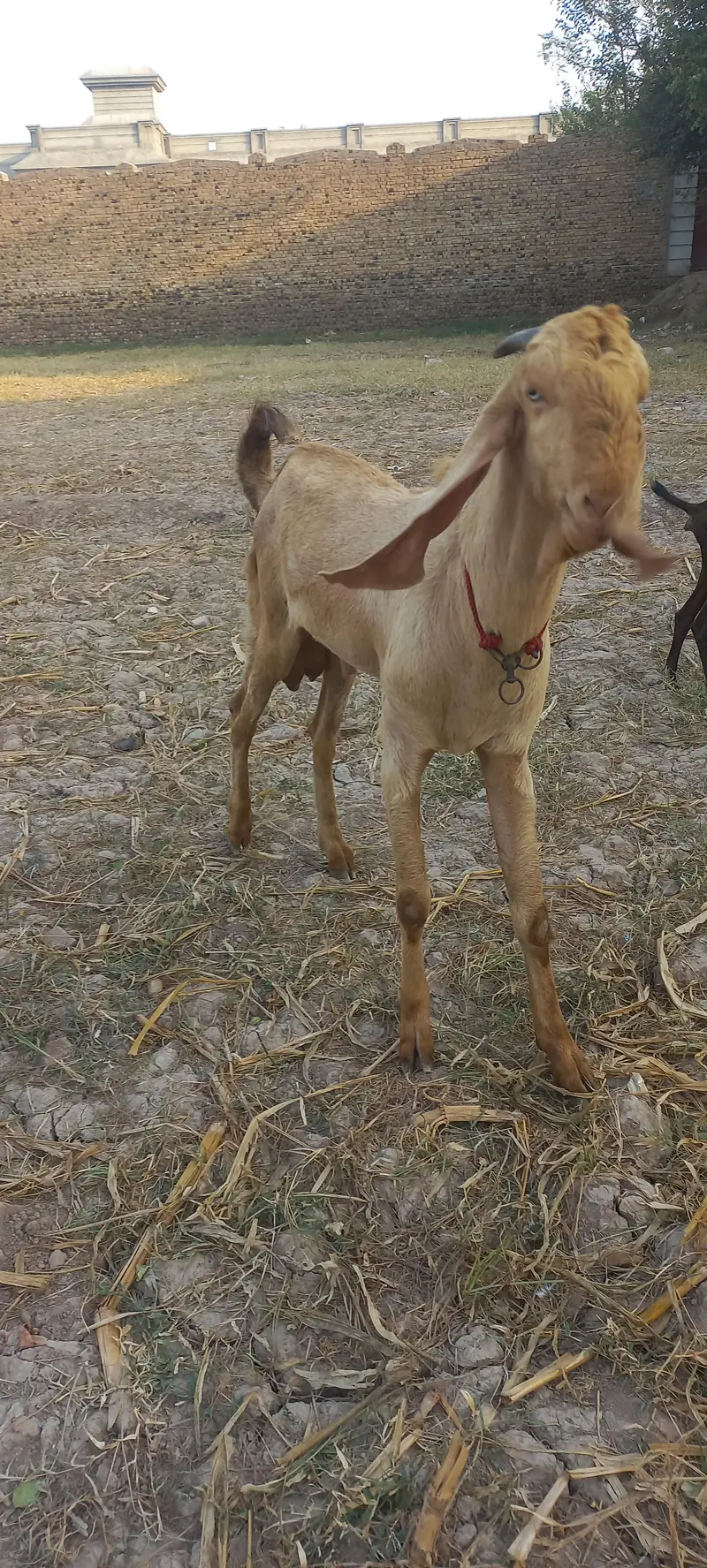 male goat for sale — photo 3