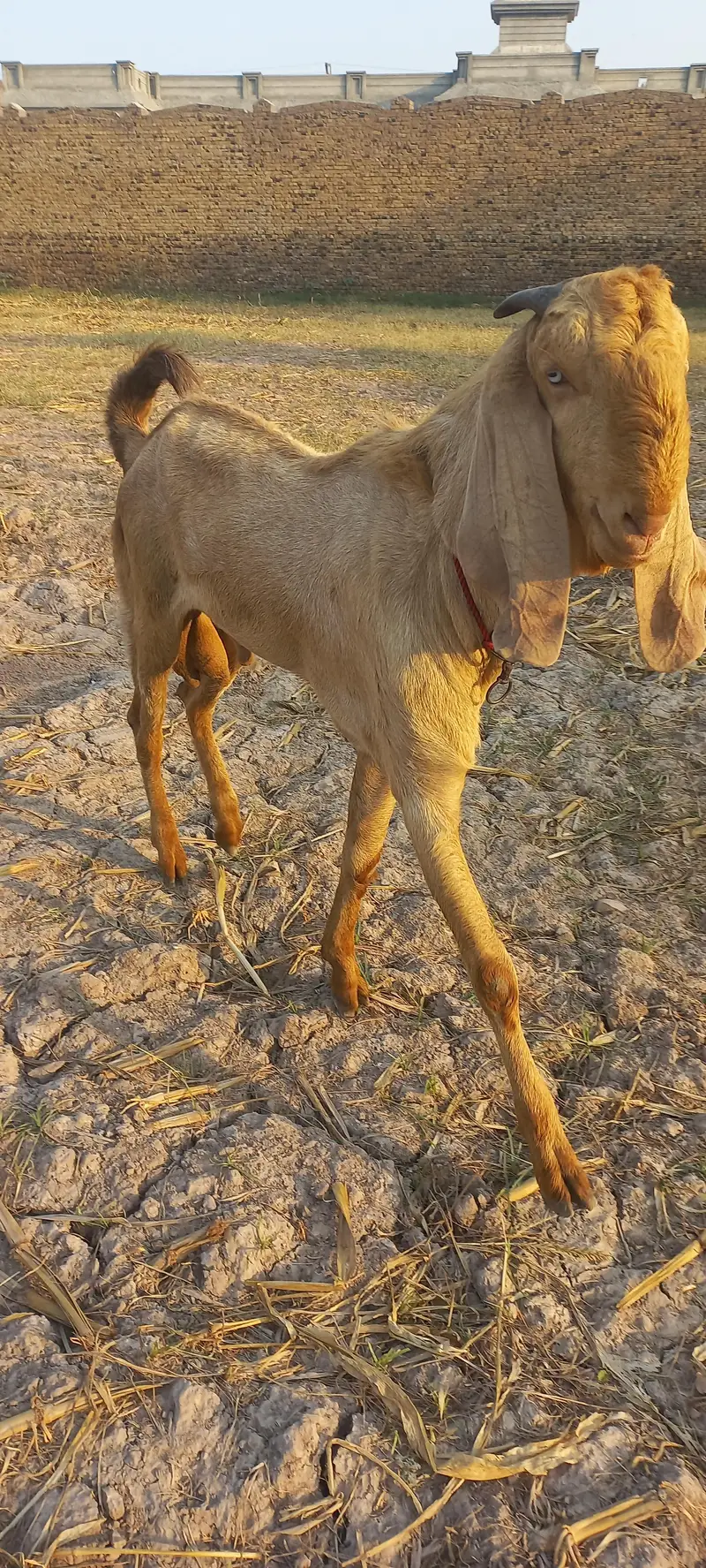 male goat for sale — photo 4