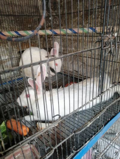 red eyes white colour