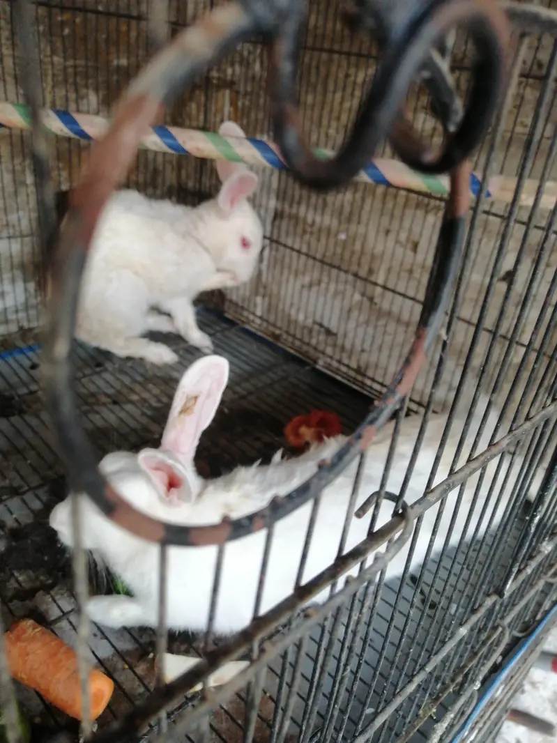 red eyes white colour — photo 2