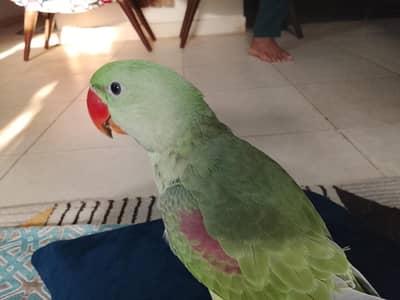 Green parrot Pahari parrot talking parrot
