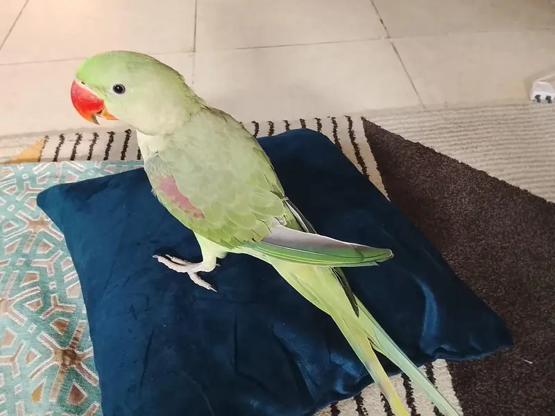 Green parrot Pahari parrot talking parrot — photo 2