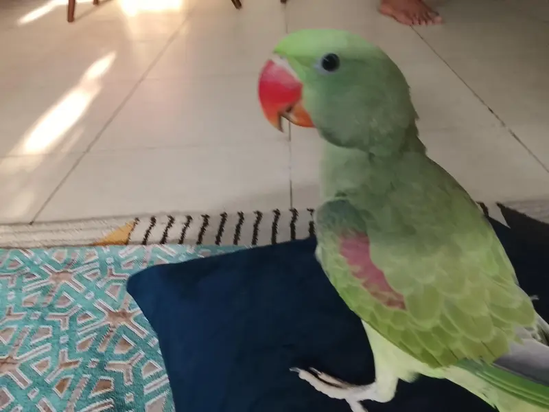 Green parrot Pahari parrot talking parrot — photo 3