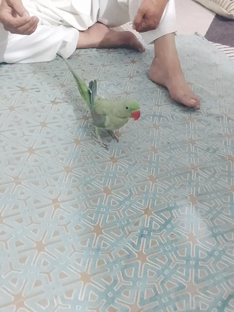 Green parrot Pahari parrot talking parrot — photo 4