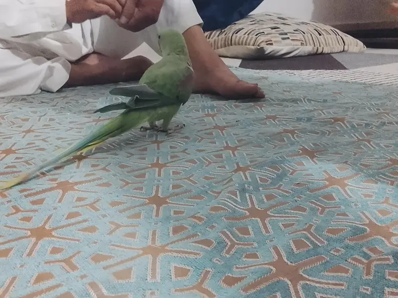 Green parrot Pahari parrot talking parrot — photo 5