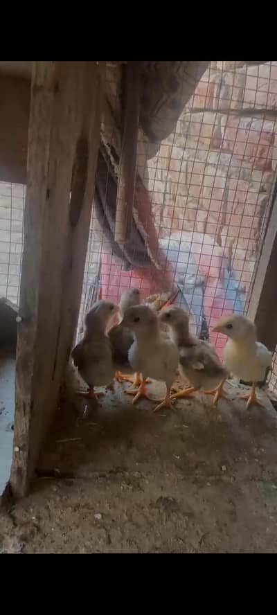 white heera aseel chick for sale