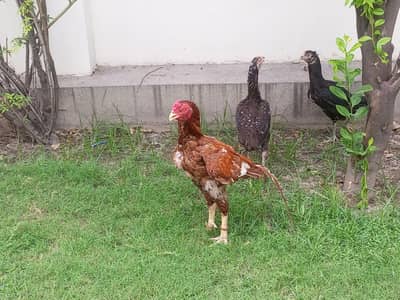 pure mianwali aseel trio