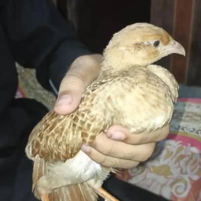 2 males young jumbo pair chicks