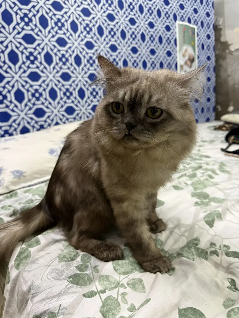 Beautiful Persian car for sale — photo 4