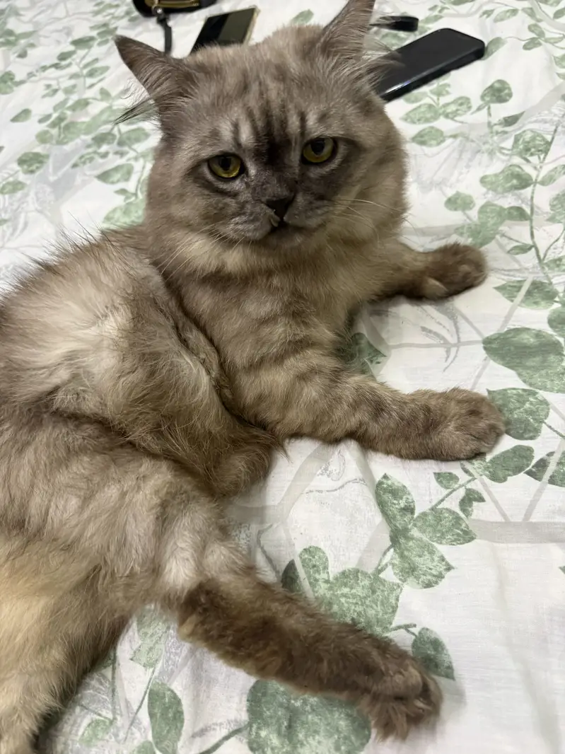 Beautiful Persian car for sale — photo 5