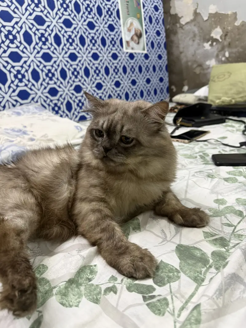 Beautiful Persian car for sale — photo 6