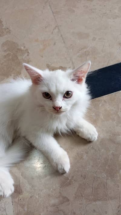 Cute Persian cat for sale