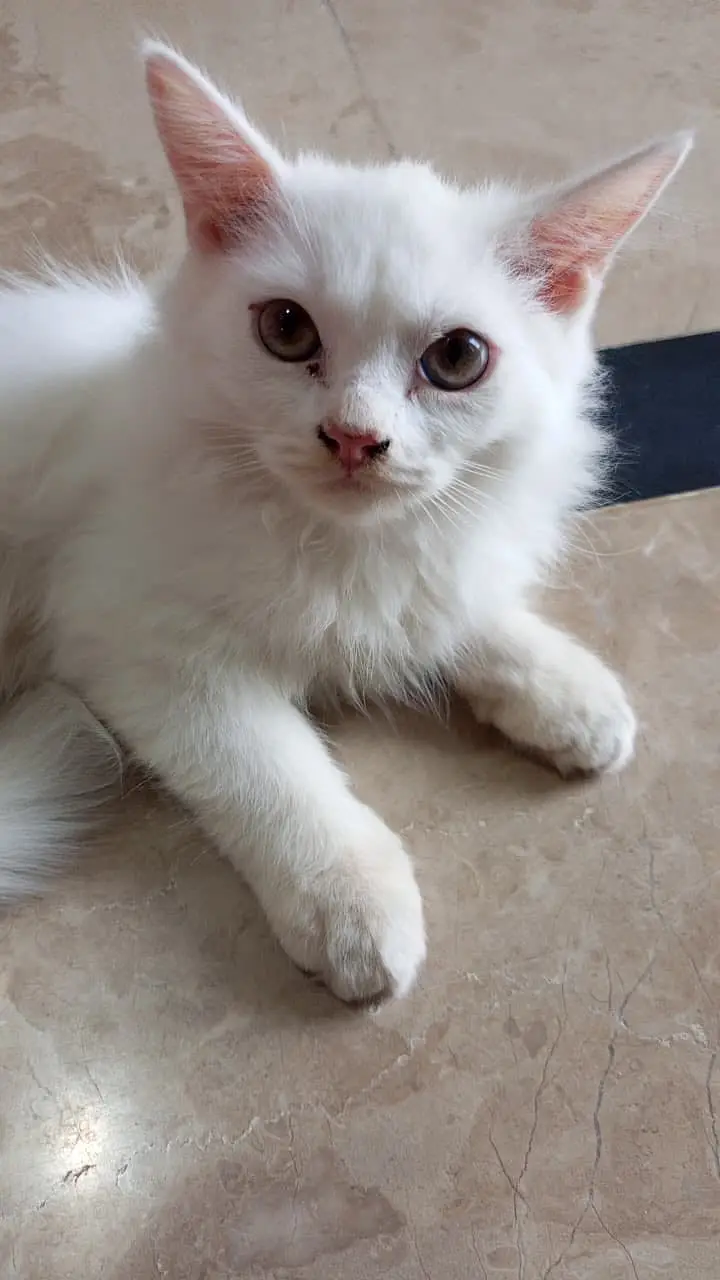 Cute Persian cat for sale — photo 2