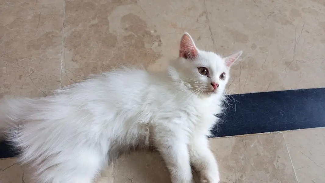 Cute Persian cat for sale — photo 3