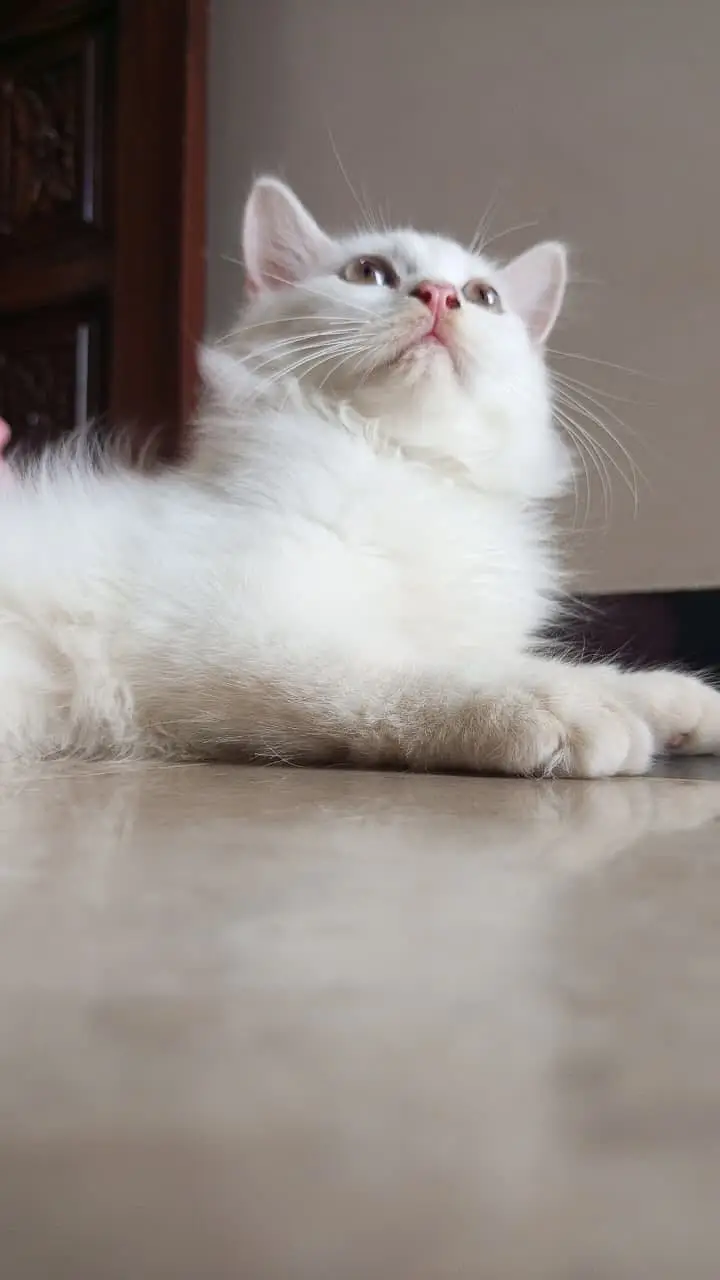Cute Persian cat for sale — photo 4