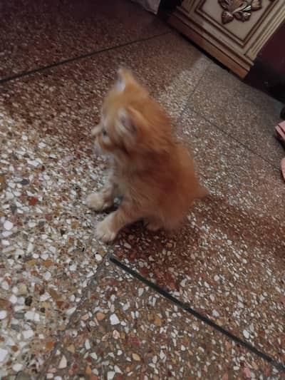pure Persian kitten