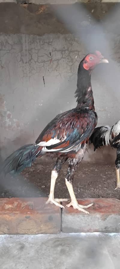 Aseel patha for sale