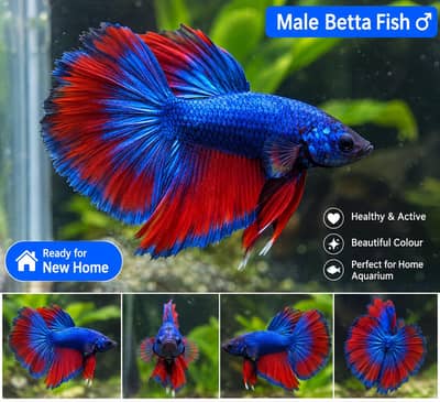 beautiful batta fish for sale
