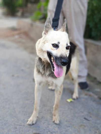 German shepherd