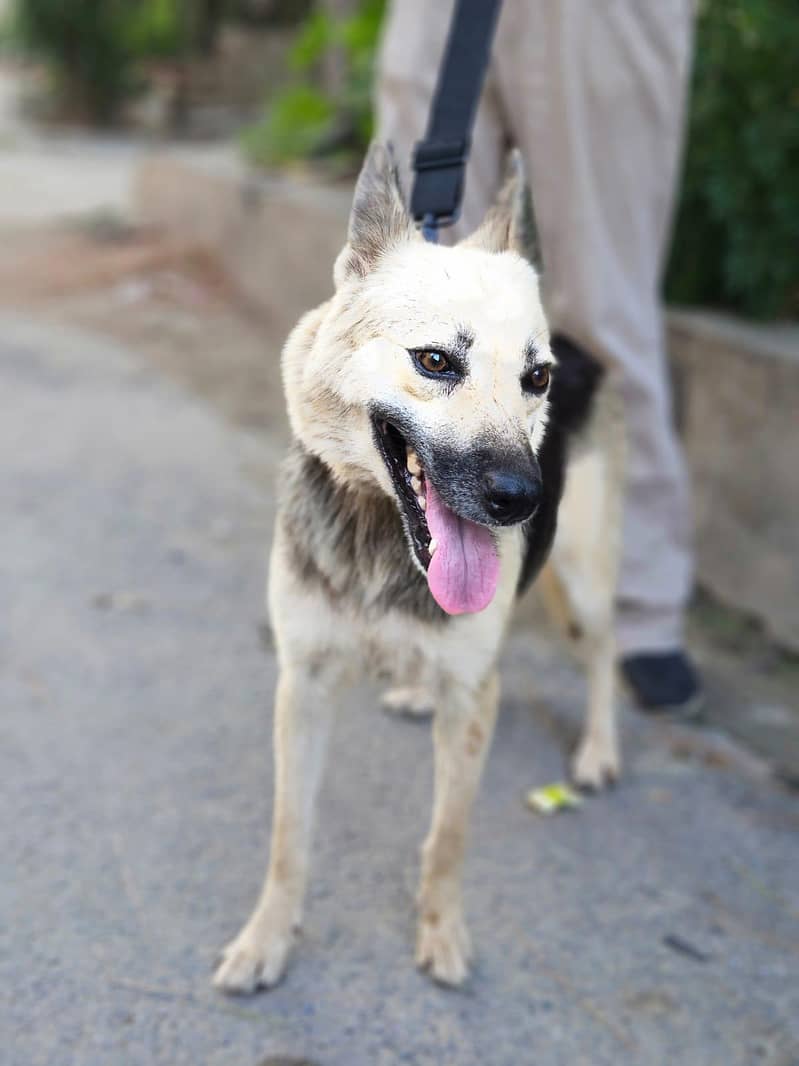 German shepherd 0