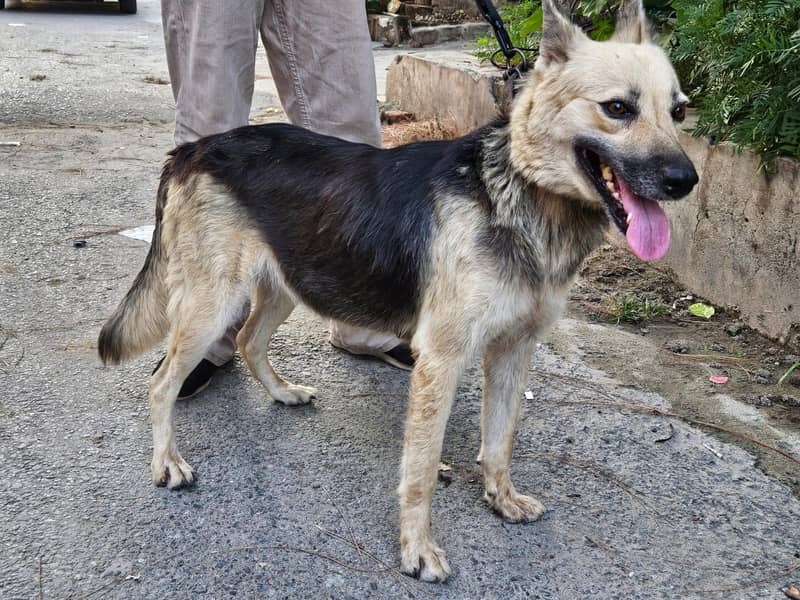 German shepherd 1